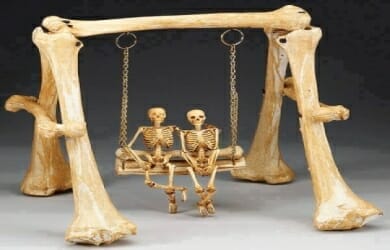 anatomy